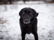 Portos - łagodny, przyjazny psiak w typie labka