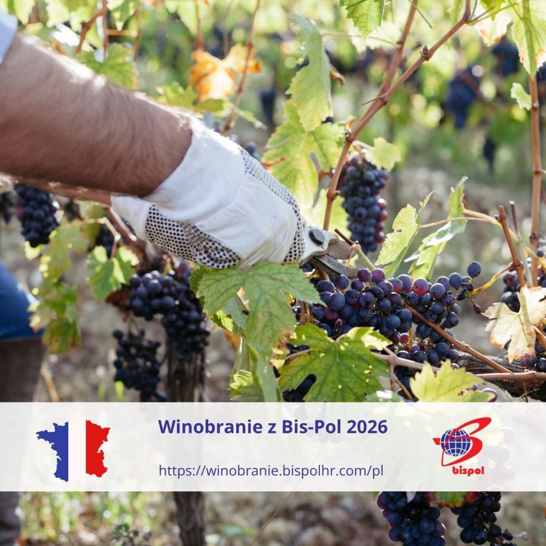 Winobranie 2026  - Zdjęcie 1
