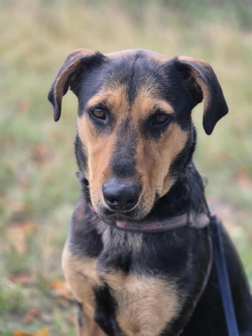 Felicja - psi anioł szuka domu na zawsze!  - Zdjęcie 1