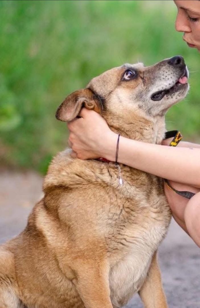 Tores - przekochany, niekonfliktowy psiak do adopcji  - Zdjęcie 1