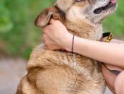 Tores - przekochany, niekonfliktowy psiak do adopcji