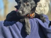 11 miesięczna Fela szuka spokojnego domu!