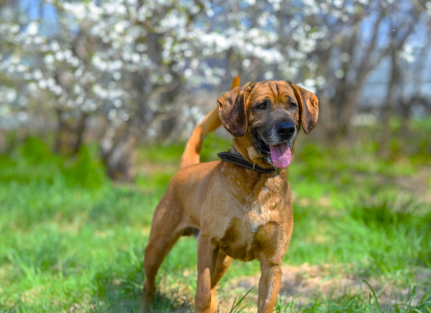 Baron - wyjątkowy, lojalny pies szuka domu!  - Zdjęcie 1