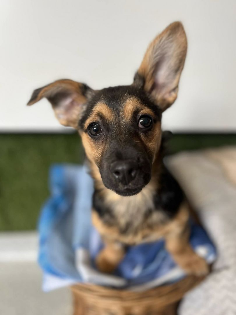 Berlinka - SZCZENIAK w typie jamnika szuka domu!  - Zdjęcie 1