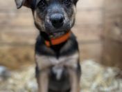 Kiwi - 9 tygodniowa, wesoła sunia SZCZENIAK do adopcji