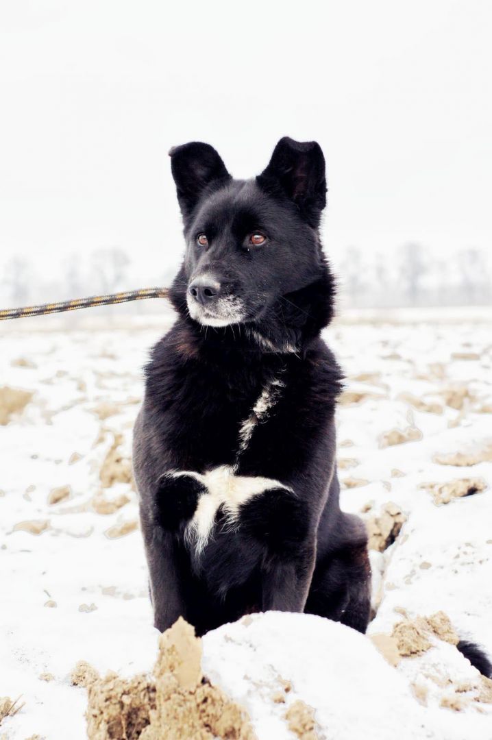 Przyjazna, grzeczna Bunia szuka kochającego domu!  - Zdjęcie 1