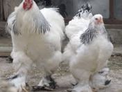 Ukraina. Mieso drobiowe, filet z piersi kurczaka 5 zl/kg, skrzydla 4 zl