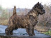 Cairn Terrier- rodowodowe (ZKwP/FCI) szczenięta po wybitnych rodzicach.